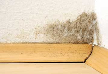 Affordable Mold Removal | Carpet Cleaning Mission Viejo