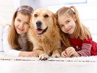 Cheap Pet Hair Removal | Mission Viejo